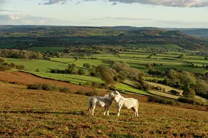 Herefordshire Prints: View from Garway Hill towards Monmouthshire with two Welsh mountain ponies (Equus caballus) allo-grooming