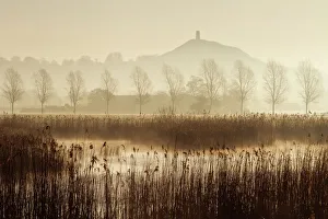 View towards Glastonbury Tor over reedbeds at dawn, Somerset, England, UK, March
