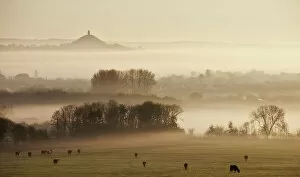 Wetlands Collection: View towards Glastonbury tor from Walton Hill at dawn, Somerset Levels, Somerset