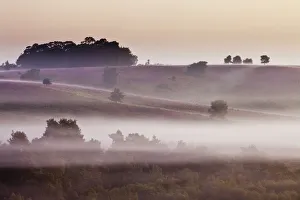 Images Dated 22nd August 2011: View over heathland at dawn, with flowering heather (Erica), Linwood, New Forest National Park