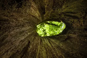 Images Dated 25th May 2013: View out of hollow tree in mixed deciduous woodland, Peak District National Park