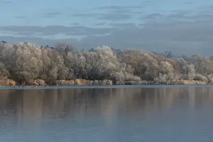 Reedbed Prints: View across lake with reedbeds and woodland in winter