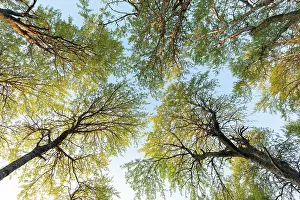 Malpighiales Prints: View looking up at Aspen (Populus tremula) canopy in evening light
