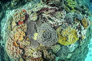 New Ireland Prints: View looking down onto coral reef