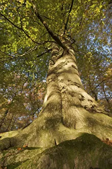 Trunks Prints: View looking up European beech (Fagus sylvatica) tree trunk, Klampenborg Dyrehaven