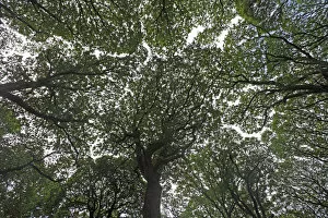 View looking up into Oak (Quercus sp) canopy, Glendalough valley, County Wicklow