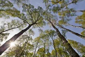 View looking up to Silver birch (Betula pendula) canopy in Spring, Craigellachie NNR