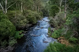 Victoria Prints: View looking down on the Yarra River surrounded by native forest