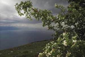 Images Dated 23rd June 2009: View from Mount Baba of Lake Ohrid, Galicica National Park, Macedonia, June 2009