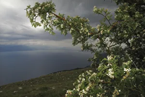 Macedonia Prints: View from Mount Baba of Lake Ohrid, Galicica National Park, Macedonia, June 2009
