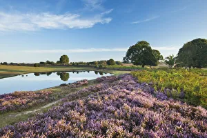 Images Dated 22nd August 2011: View over New Forest heathland with Ling (Calluna vulgaris), Bell Heather (Erica cinerea) and pool