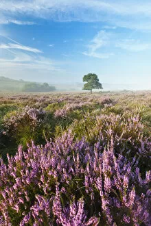 Images Dated 19th August 2011: View over New Forest heathland with Ling (Calluna vulgaris) and Bell Heather (Erica cinerea)