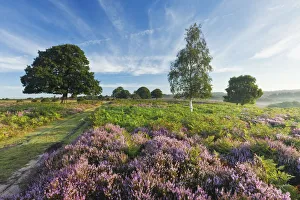 View over New Forest heathland Ling (Calluna vulgaris) and Bell Heather (Erica cinerea)