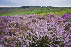 View over New Forest heathland Ling (Erica cinerea) and Bell Heather (Erica cinerea)