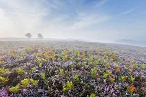 Tranquility Collection: View over New Forest heathland in mist at dawn with Ling (Calluna vulgaris) and Bell Heather