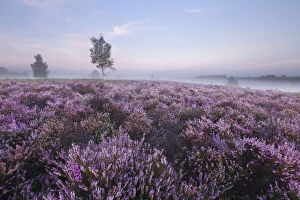 2020VISION 2 Collection: View over New Forest Ling (Calluna vulgaris) and Bell Heather (Erica cinerea) at