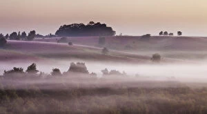 View over New Forest lowland heathland from Rockford Common at dawn, with Bell heather