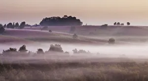 Images Dated 22nd August 2011: View over New Forest lowland heathland from Rockford Common at dawn, with Bell heather