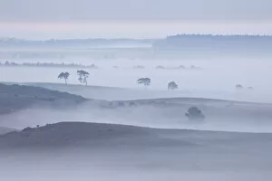 Images Dated 19th August 2011: View over New Forest lowland in mist at dawn. Vereley Hill, Burley, New Forest National Park