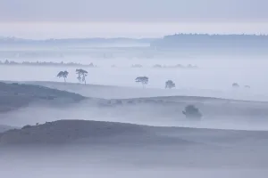 Images Dated 19th August 2011: View over New Forest lowland in mist at dawn. Vereley Hill, Burley, New Forest National Park