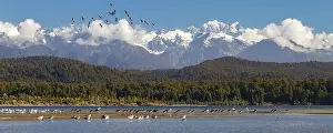 Southern Alps Prints: View of Okarito Forest, habitat of the Okarito kiwi (Apteryx rowi)