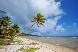 Palm Tree Prints: View along the palm-fringed beach at Lao Lao Bay