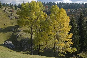 Images Dated 11th October 2008: View from Plateau, Durmitor NP, Montenegro, October 2008