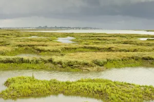 Climate Change Prints: View of regenerated saltmarsh landscape around Abbots Hall Farm Nature Reserve at high