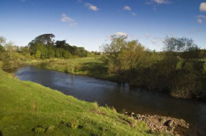 Images Dated 7th October 2011: View of the River Till, part of area where The Tweed Foundation are monitoring the population