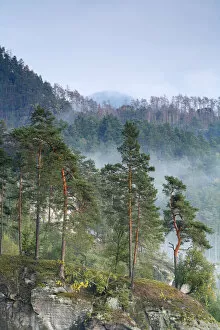 Images Dated 22nd September 2008: View from Rudolfuv Kamen hillside of forest in light mist, Jetrichovice, Ceske Svycarsko