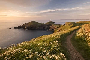 Apiaceae Gallery: View towards The Rumps at sunset, with Umbellifers (Apiaceae) Pentire Head at sunset