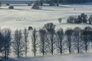 Images Dated 18th December 2010: View south over the Somerset Levels from Walton Hill on a misty winter evening with