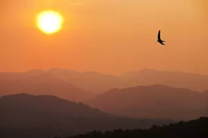 April 2022 highlights Collection: View of sunset over mountains with flying swift, from Windermere, Lake District National Park