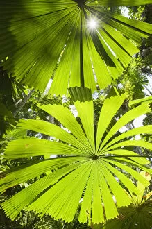 View up thorugh Licuala Fan palms (Licuala ramsayi) Licuala State Forest, Mission Beach