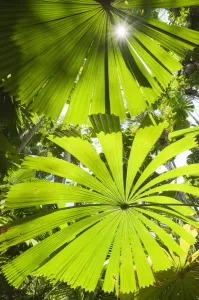 Images Dated 5th December 2010: View up thorugh Licuala Fan palms (Licuala ramsayi) Licuala State Forest, Mission Beach