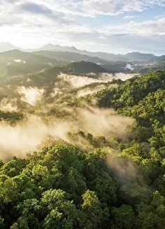 Papua New Guinea Prints: View across the tree canopy of pristine tropical rainforest