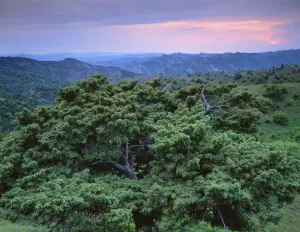 Georg Popp Prints: View over trees towards badlands at sunset, Vashlovani National Park, Georgia, May 2008