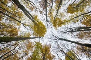 Images Dated 15th March 2016: View upward to canopy of a Beech woodland (Fagus sylvatica) in autumn