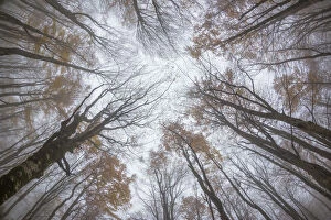 View upwards to canopy of a Beech woodland (Fagus sylvatica) in autumn