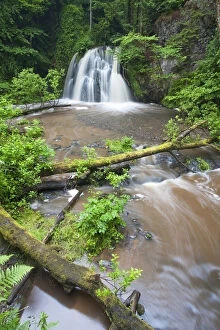 View of a waterfall with a fallen tree in the foreground, Fairy Glen RSPB reserve