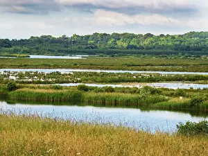 Reedbed Prints: View across wetlands at St Aidens Nature Reserve near Swillington