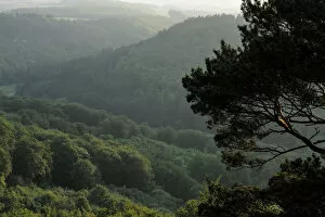 View of woods near Berdorf, Mullerthal, Luxembourg, May 2009