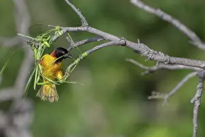West Africa Prints: Village weaver (Ploceus cucullatus) building nest at end of branch