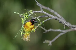 West Africa Prints: Village weaver (Ploceus cucullatus) in early stages of nest building