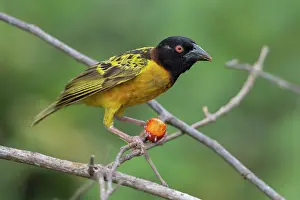 Fruit Prints: Village weaver (Ploceus cucullatus) male