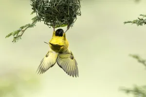 Upside Down Prints: Village weaver (Ploceus cucullatus) male bird building nest, Masai-Mara Game Reserve