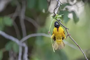 West Africa Prints: Village weaver (Ploceus cucullatus) perched on branch