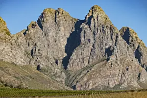 Cape Floristic Region Prints: Vines on a farm in the Jonkershoek valley
