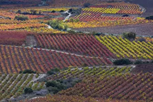 Vineyards in autumn, La Rioja, Sierra De Cantabria, Alava, Basque Country, Spain