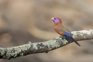 Multi Coloured Prints: Violet-backed waxbill (Granatina granatina) perched on a branch